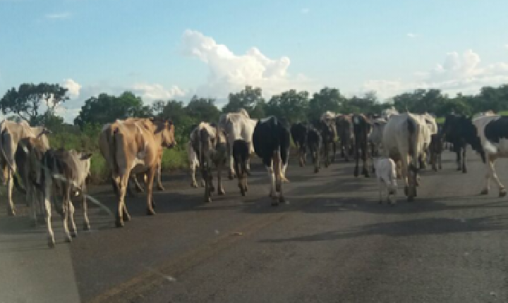 Animais soltos na estrada que liga Vermelhos à Lagoa Grande-PE deixa a população bastante preocupada