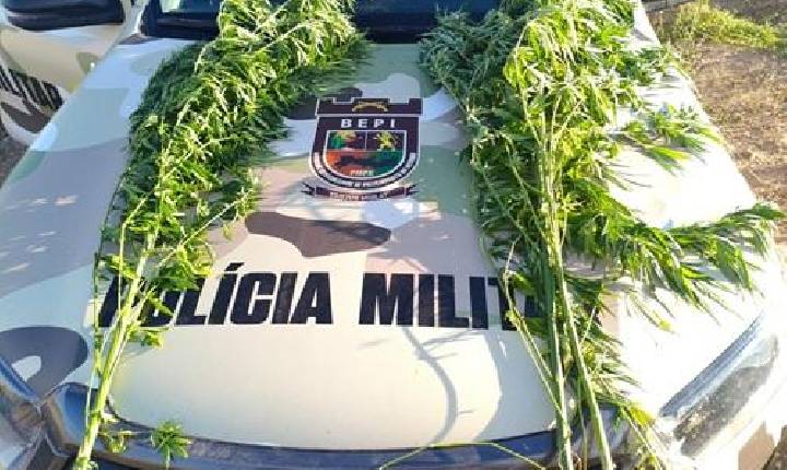 Batalhão Especializado de Policiamento do Interior erradica plantação de maconha em Lagoa Grande-PE