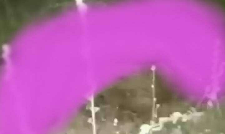 Corpo de homem é encontrado queimado dentro de matagal no povoado de Nova Descoberta, em Petrolina-PE