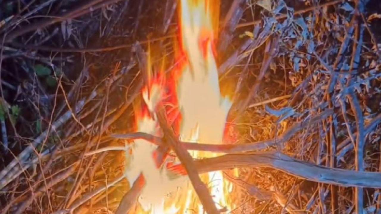 Equipes de polícia cumprem mandado de prisão e erradicam mais de 2 mil pés de maconha em Lagoa Grande-PE