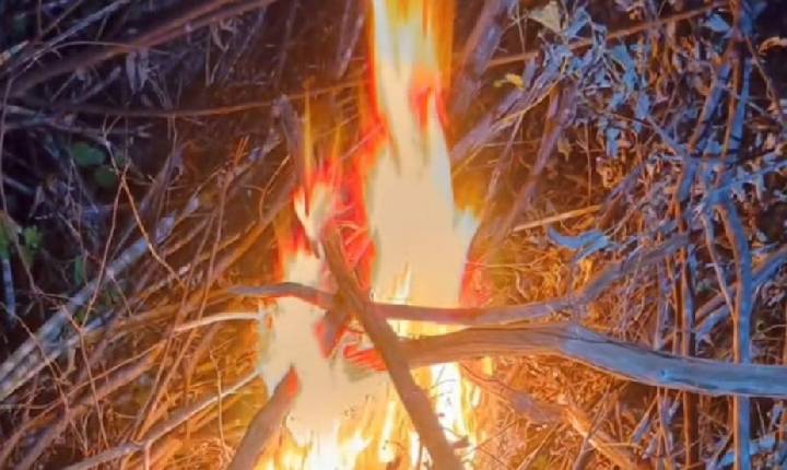 Equipes de polícia cumprem mandado de prisão e erradicam mais de 2 mil pés de maconha em Lagoa Grande-PE