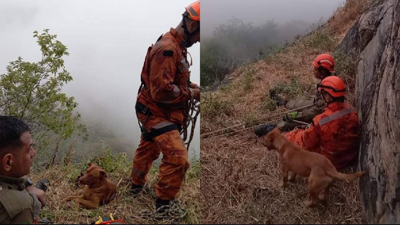 Lealdade sem limites: Cachorro emociona Bombeiros ao acompanhar por 17 horas resgate do tutor