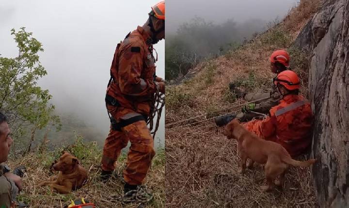Lealdade sem limites: Cachorro emociona Bombeiros ao acompanhar por 17 horas resgate do tutor