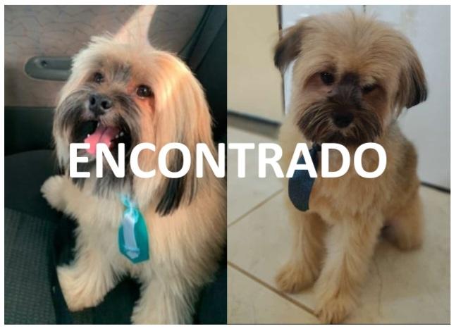 Cachorro que estava desaparecido no distrito de Izacolândia, em Petrolina-PE é encontrado