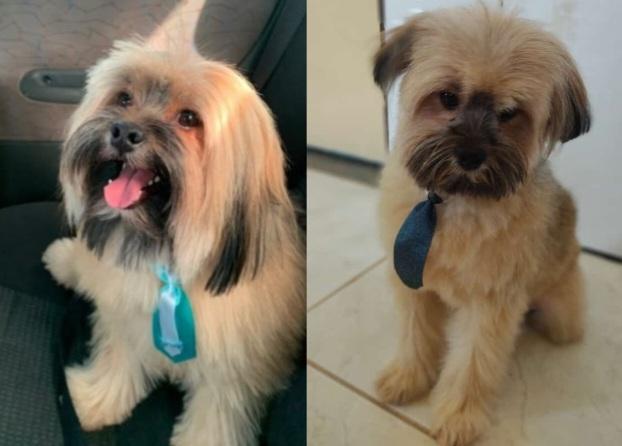 Mulher procura por cachorro que desapareceu no distrito de Izacolândia, em Petrolina-PE