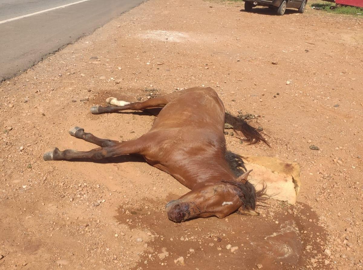 URGENTE: Cavalo é encontrado agonizando às margens da BR-428, próximo à Izacolândia, no interior de Petrolina-PE depois de ser atropelado
