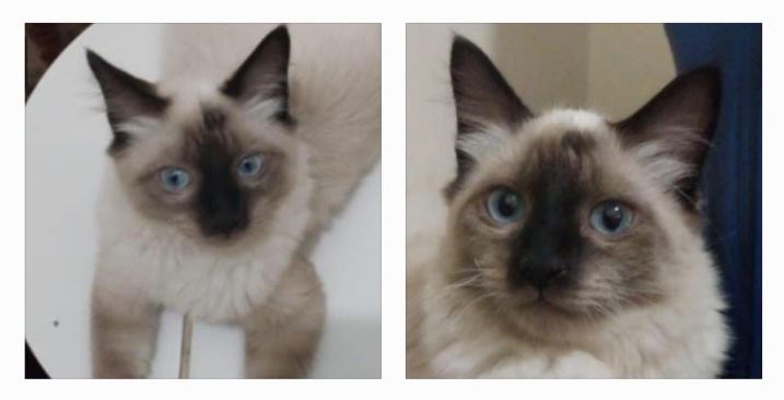 Procura-se gato de estimação desaparecido no bairro Cristo Rei, em Lagoa Grande-PE
