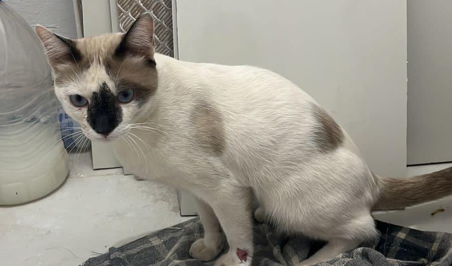 Equipe da Droga Farma em Lagoa Grande-PE se mobiliza para encontrar dono de gato com pata machucada