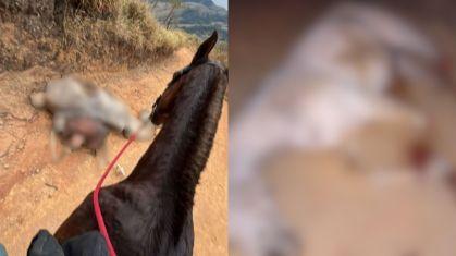 Crueldade: Homem amputa patas de cavalo com vários golpes de facão