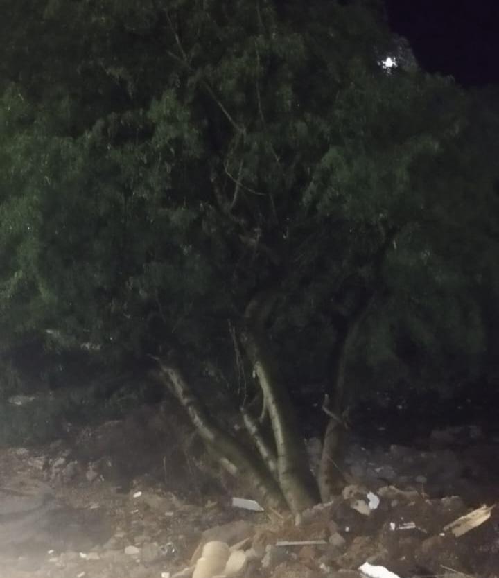Onda de chuvas com fortes ventos derruba árvores em Lagoa Grande-PE e deixa moradores bastante assustados
