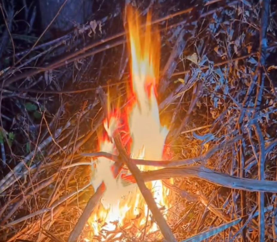 Equipes de polícia cumprem mandado de prisão e erradicam mais de 2 mil pés de maconha em Lagoa Grande-PE
