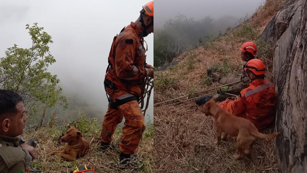 Lealdade sem limites: Cachorro emociona Bombeiros ao acompanhar por 17 horas resgate do tutor