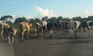 Animais soltos na estrada que liga Vermelhos à Lagoa Grande-PE deixa a população bastante preocupada