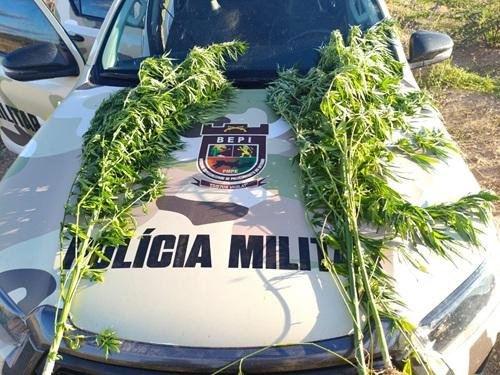 Batalhão Especializado de Policiamento do Interior erradica plantação de maconha em Lagoa Grande-PE